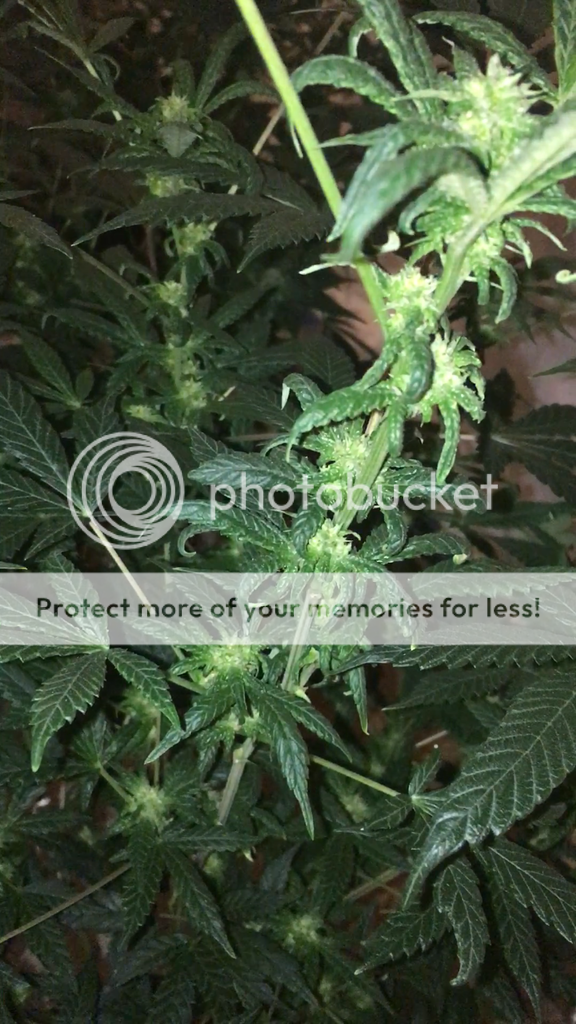 IMG_0381_zpsmgwpqbuc.png