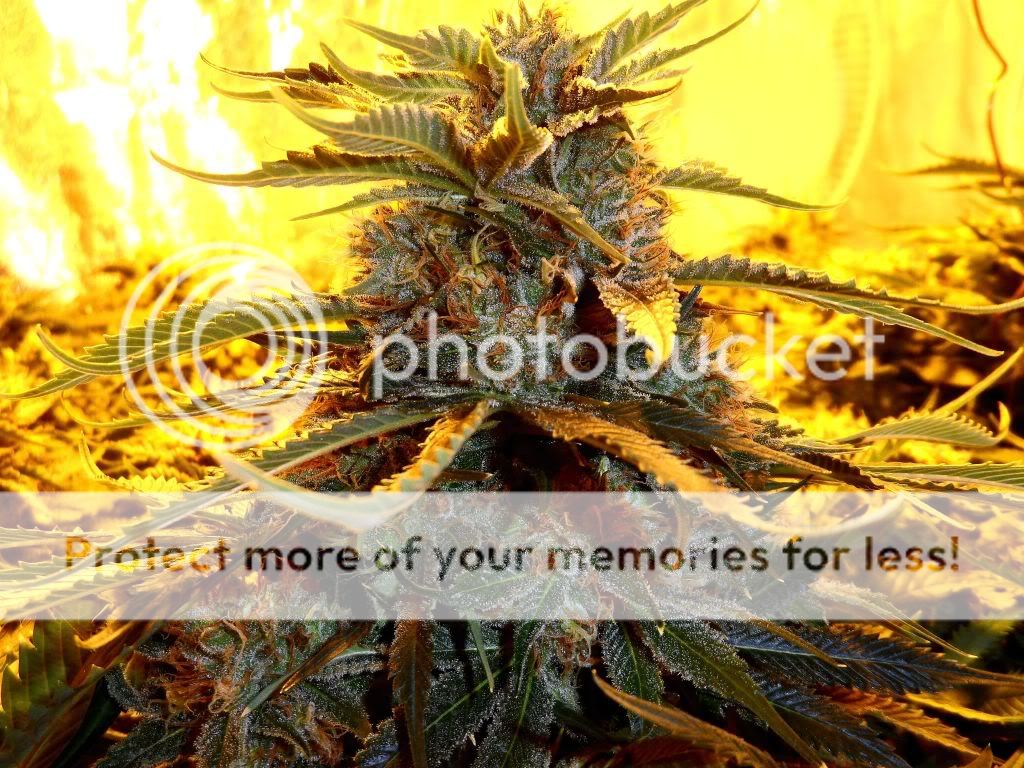SAM_5675_zps13799c67.jpg