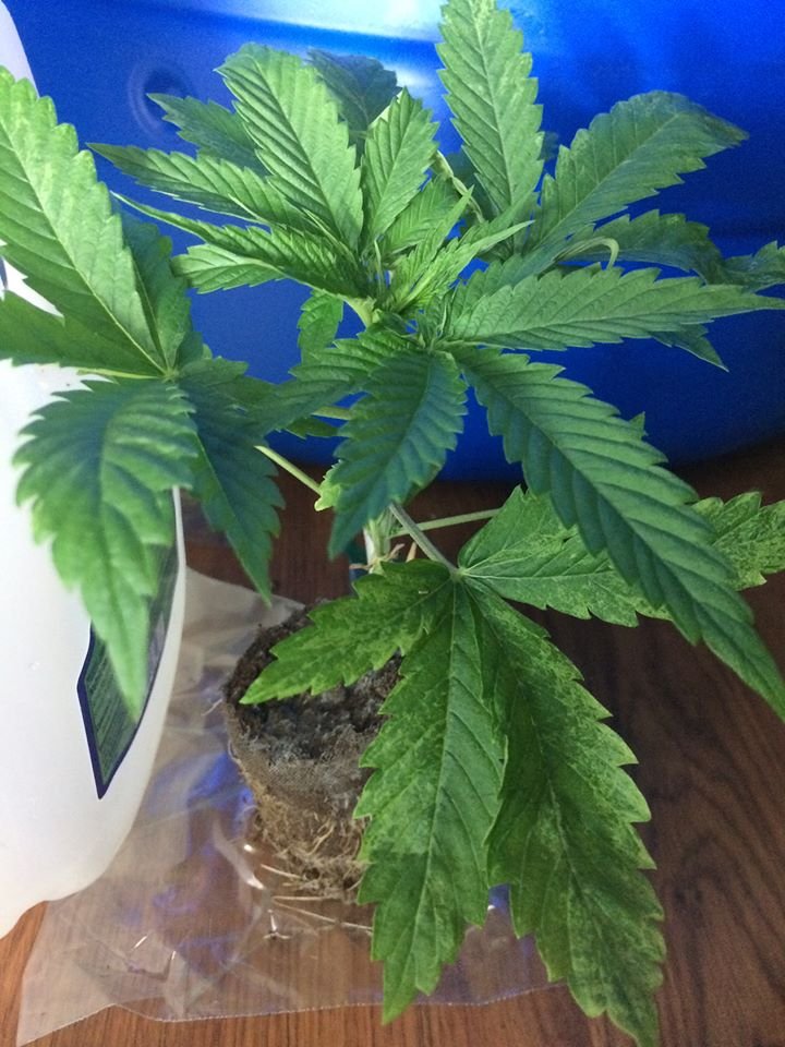 Plant2_African_Buzz.jpg