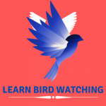 learnbirdwatching.com