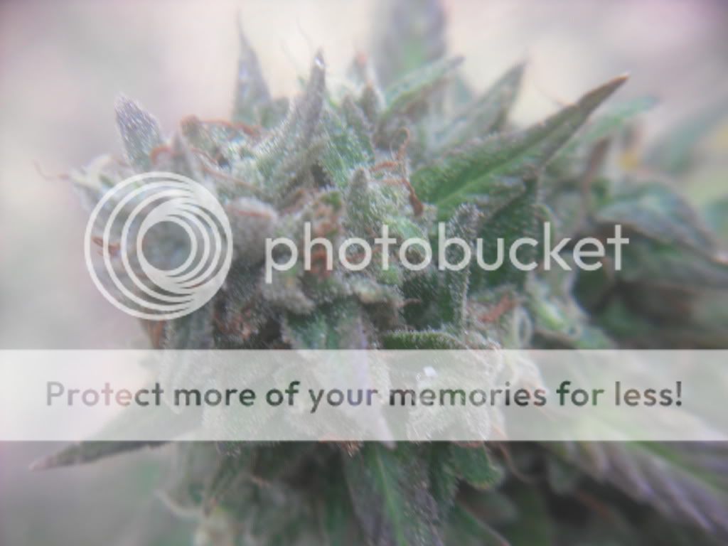 buds003.jpg