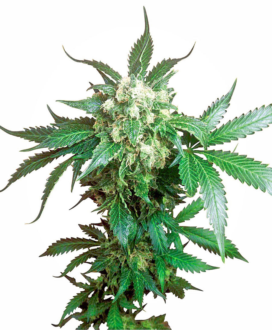 black-domina-xl.jpg