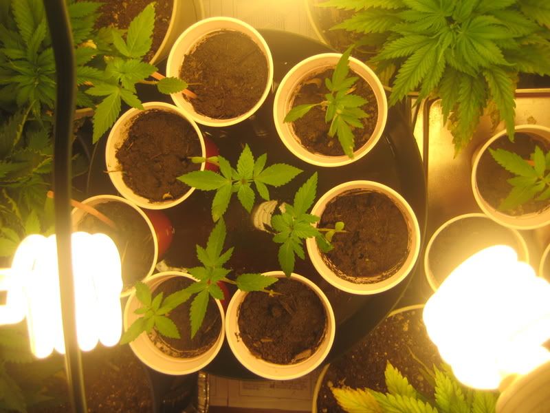 plants030.jpg