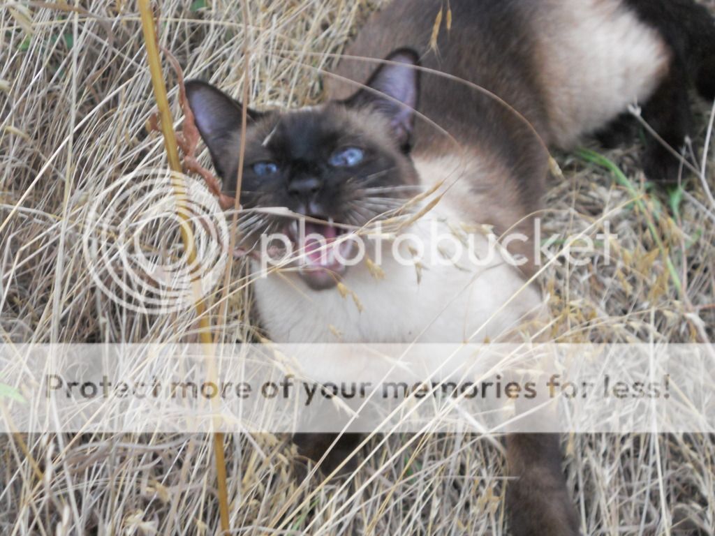 DSCN4383-1.jpg