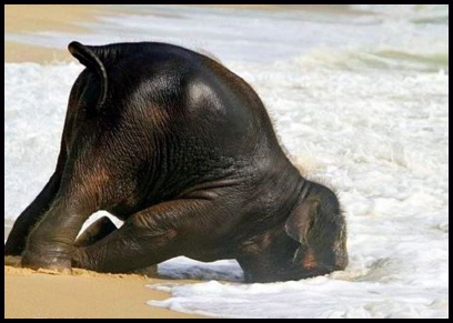 elephant3.jpeg