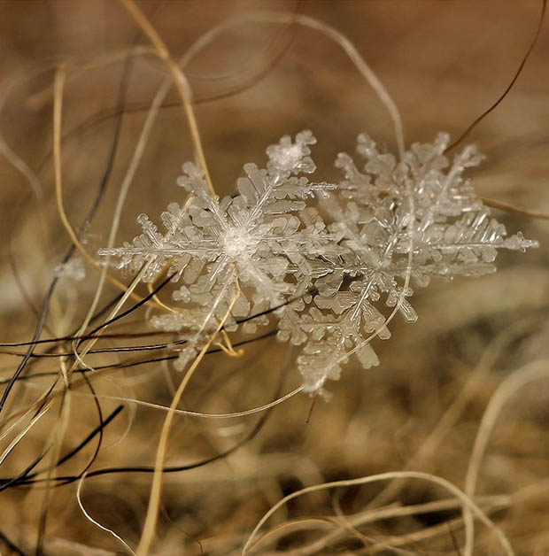 macrosnow-8.jpg