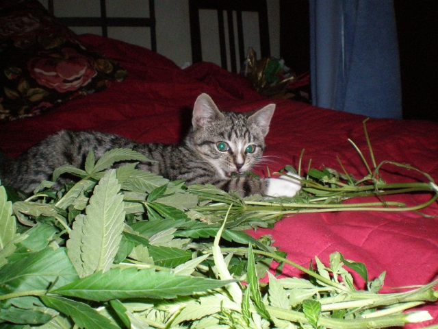 my_cat_likes_marijuana_by_plantlover.jpg