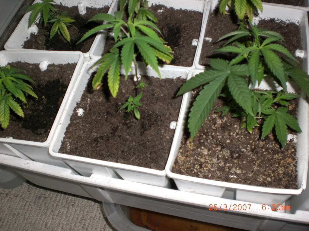 day25-6.jpg