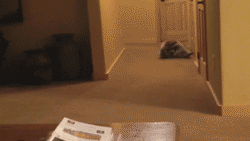 gifs_09.gif