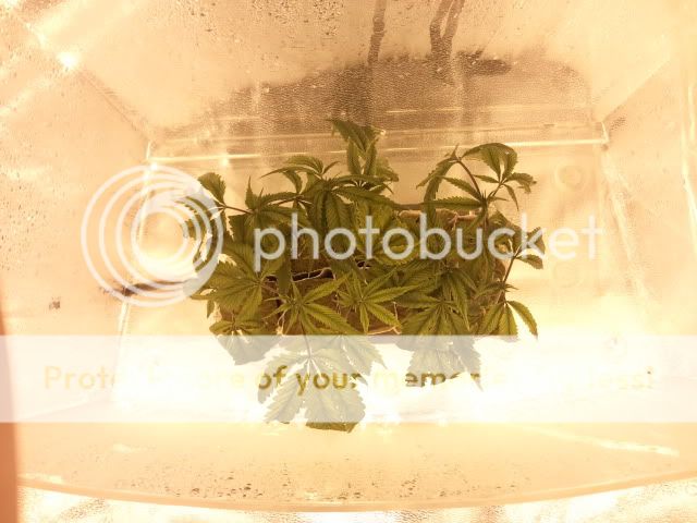 2011-01-03233256.jpg