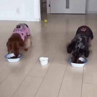 gifs_23.gif