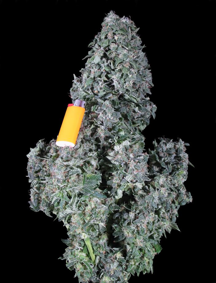 G13finshedcopysm.jpg