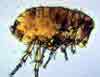 pests_fleas.jpg