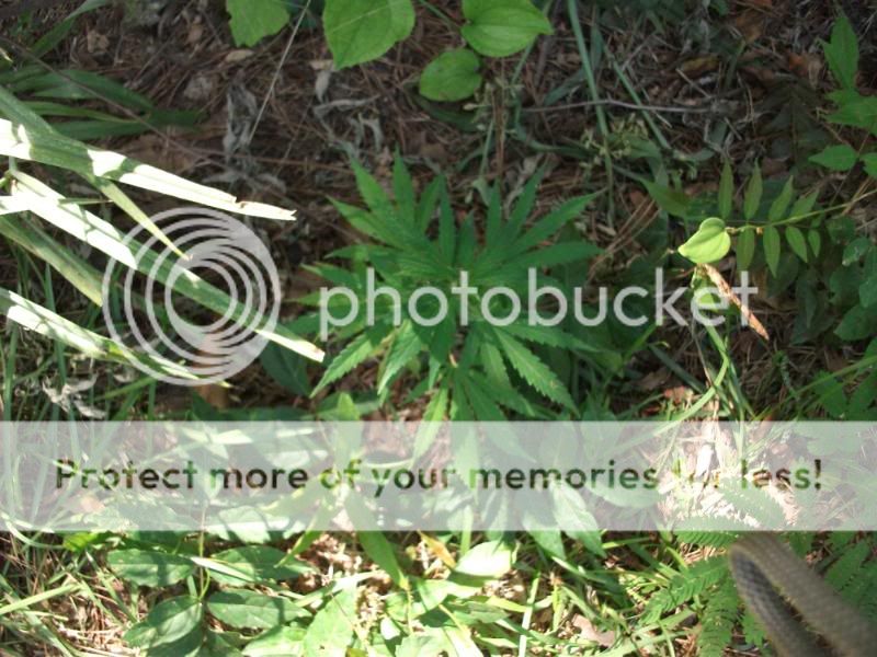 DSCF4009.jpg