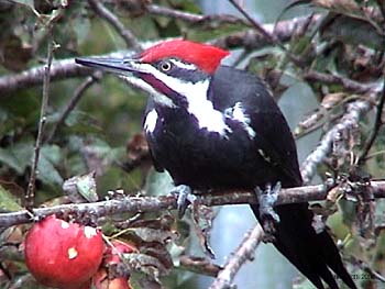 woodpecker-pileated_350.jpg