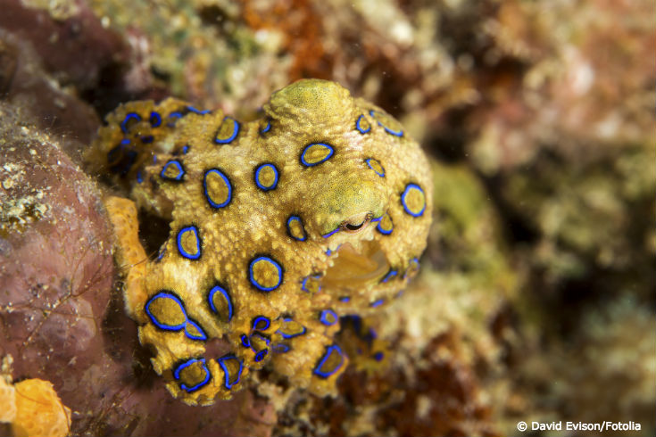 oceanconservancy.org