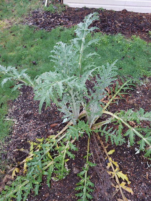 artichoke.jpg