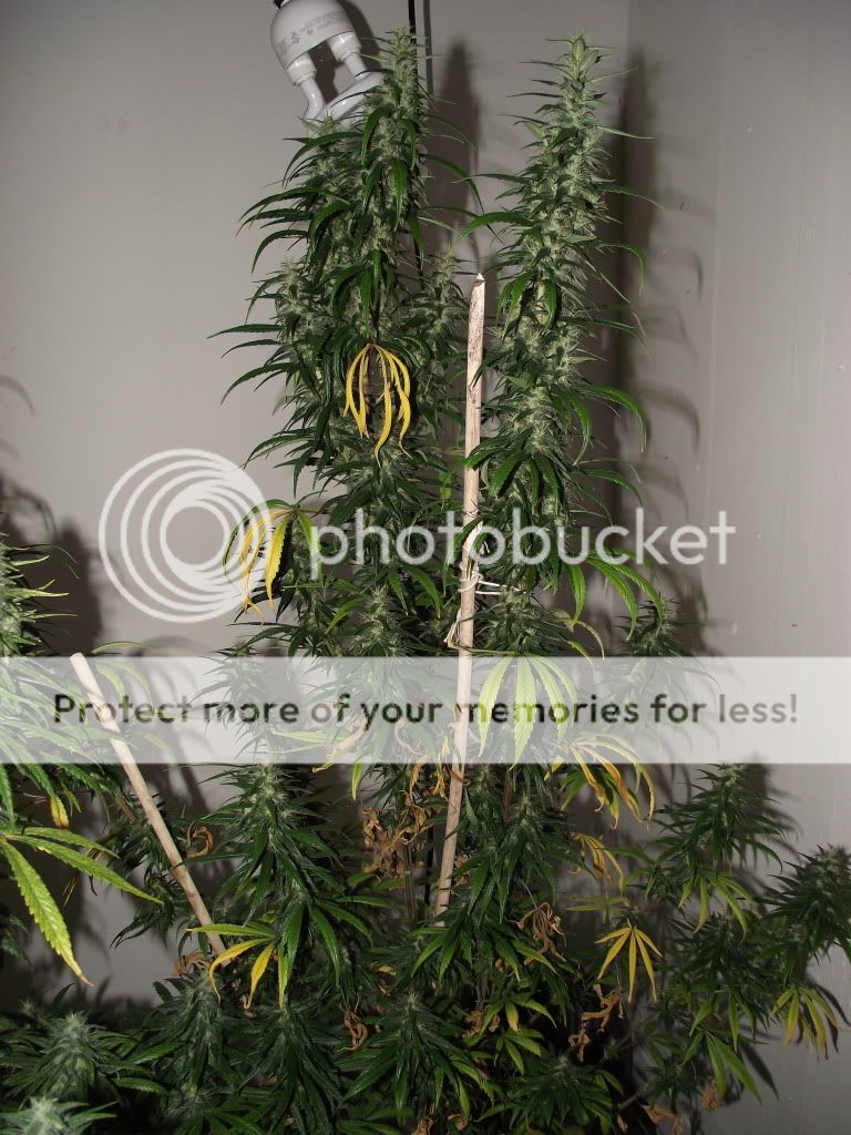 DSCF2600.jpg