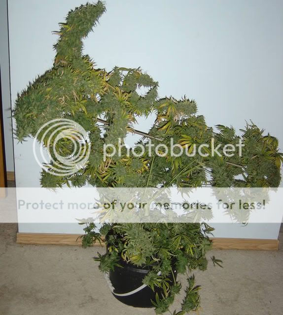 Plant2.jpg