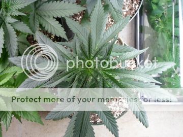 SAM_0303_zpsf8a91490.jpg