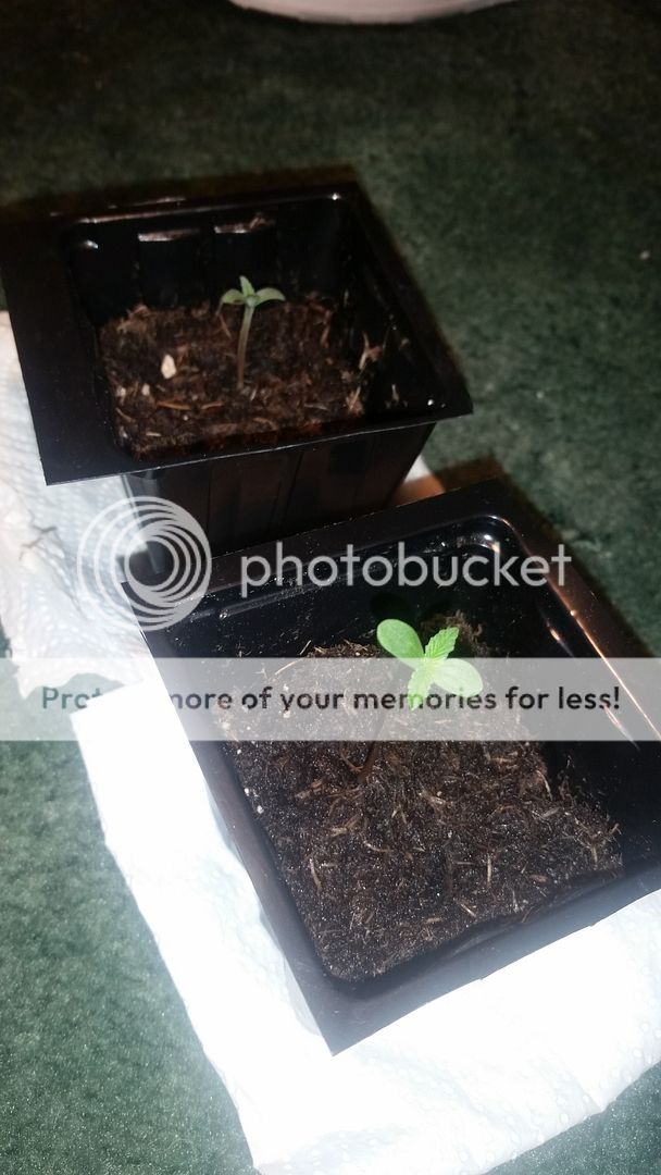 20150830_183658_zpswcadvcsk.jpg