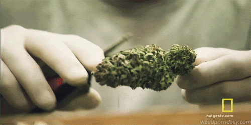 tumblr_m7smwg391v1qjczh3o5_500.gif