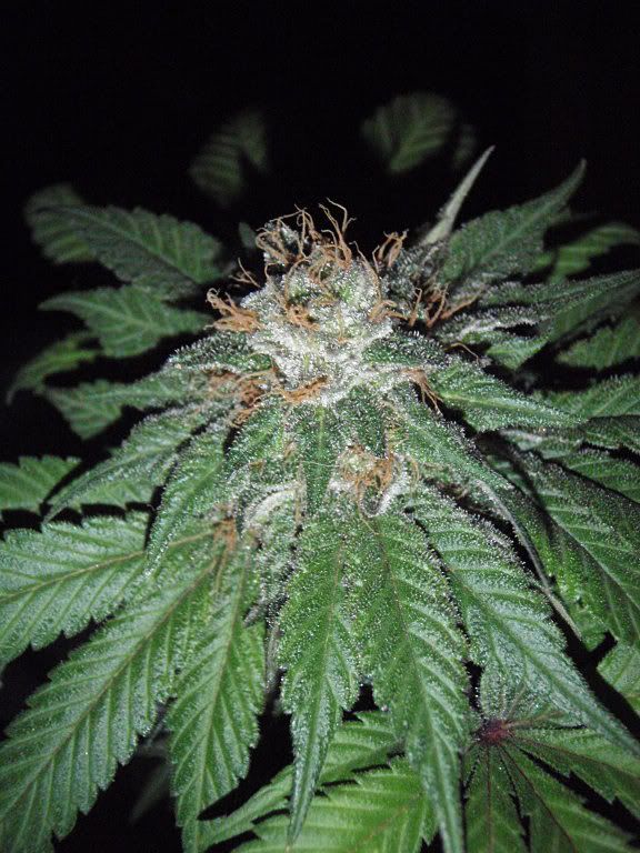bigmommaharvest4_576x768.jpg