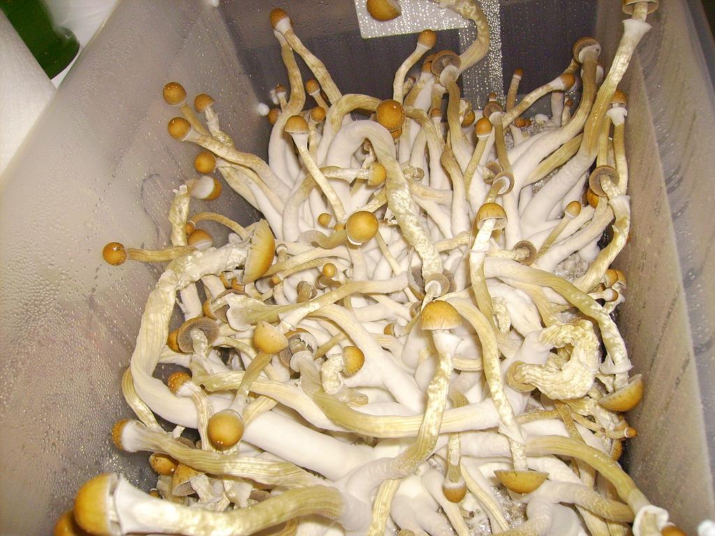 post-20116-138188688299.jpg