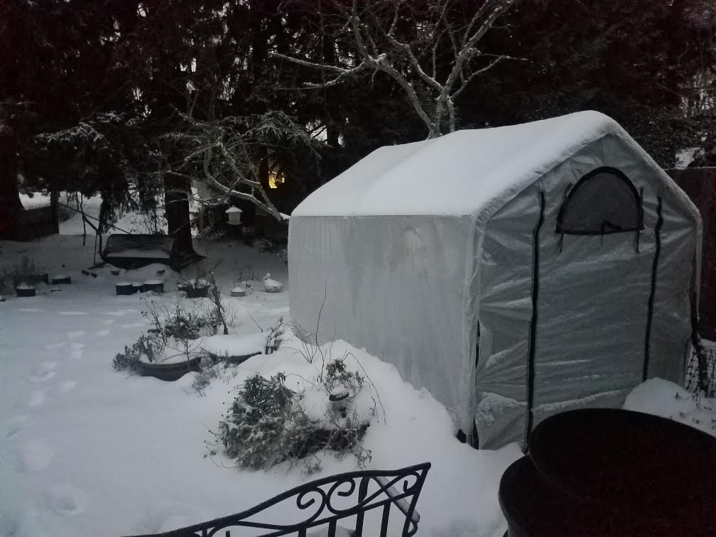 snowb.jpg