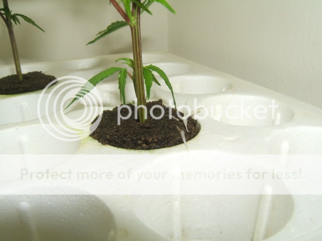 DSCF1996.jpg