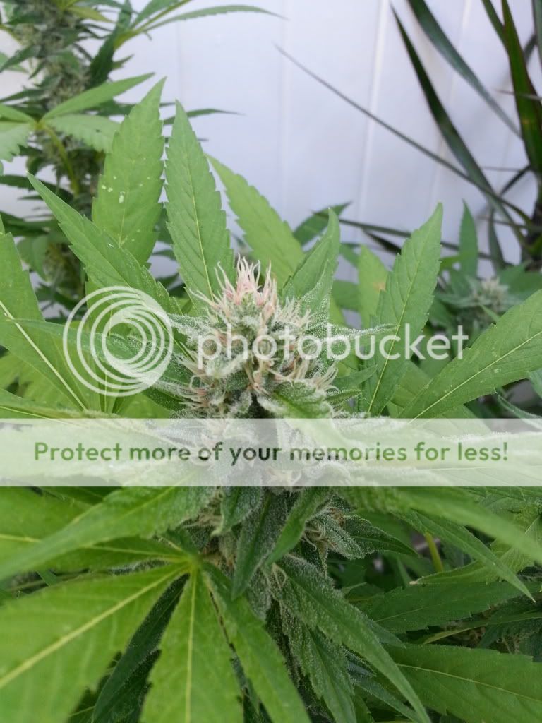 20130519_071231_zps7d17ad58.jpg