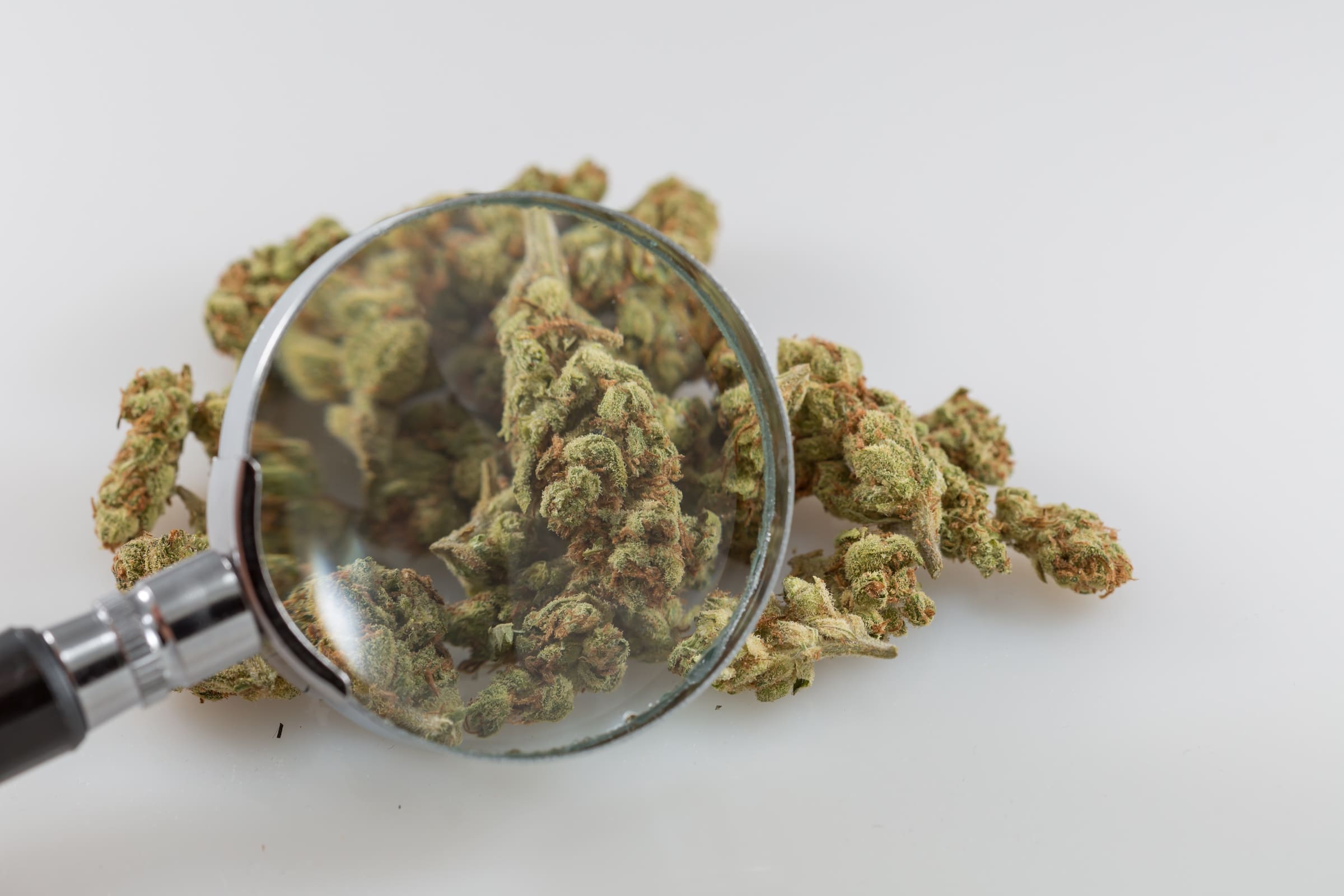 www.marijuanamoment.net