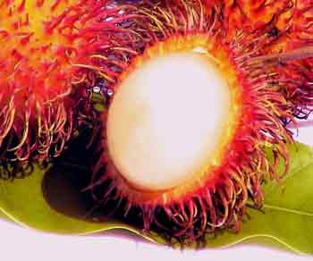rambutan.jpg