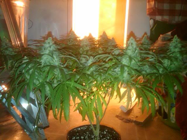 IMG01121-20111123-1822.jpg