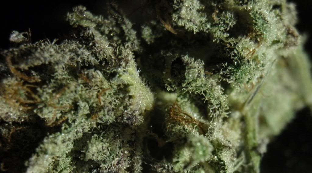 LemonSkunk3_zpse0f9e090.jpg