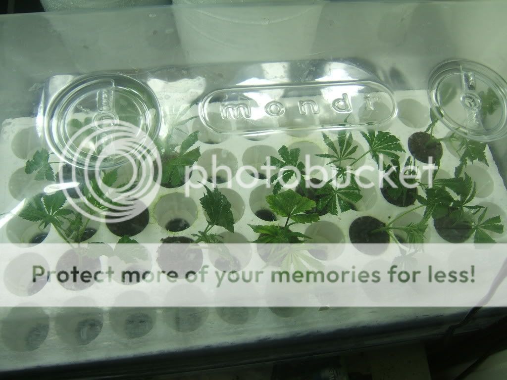 DSCF1739.jpg