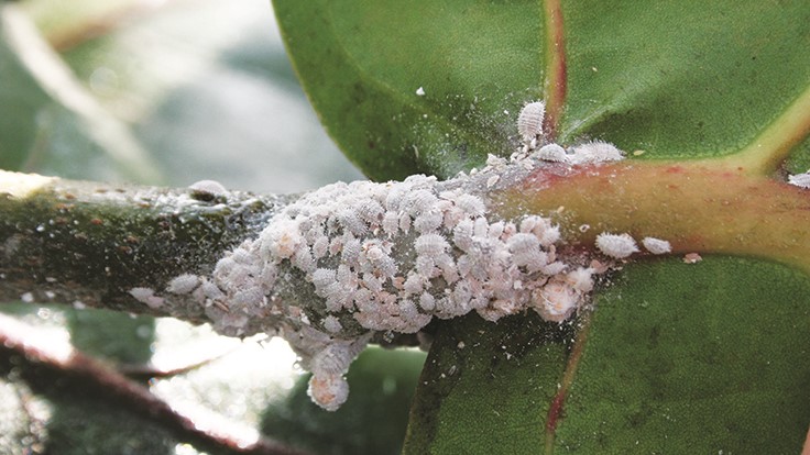 mealybugs.jpg