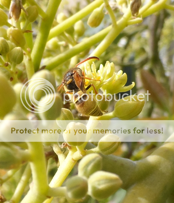 wasp_zpsc430cfcb.png