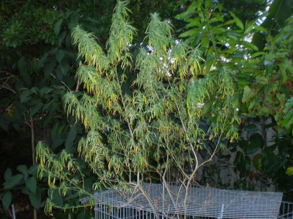 PA210003.jpg