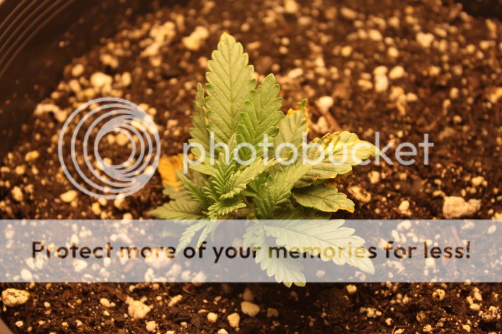 Seed3Day16.jpg