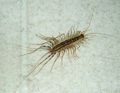 House_centipede.jpg