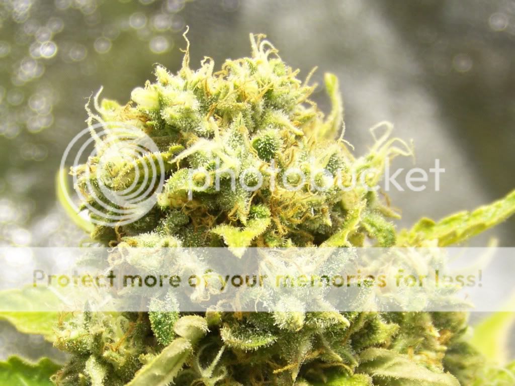 Week7FloweringPineapple012.jpg