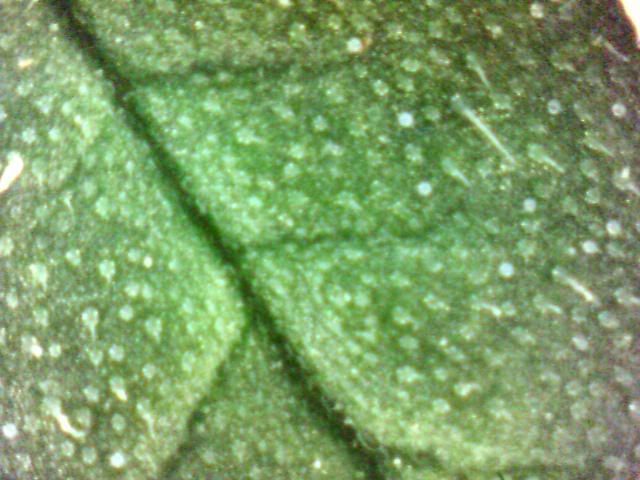 pic0007.jpg