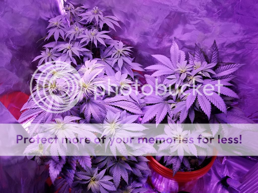 20170423_183143_zpsosnvgsoy.jpg