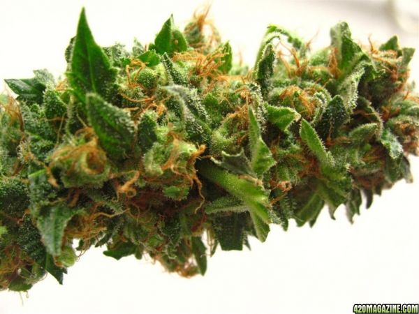 Blueberry1_Harvest_23_.jpg