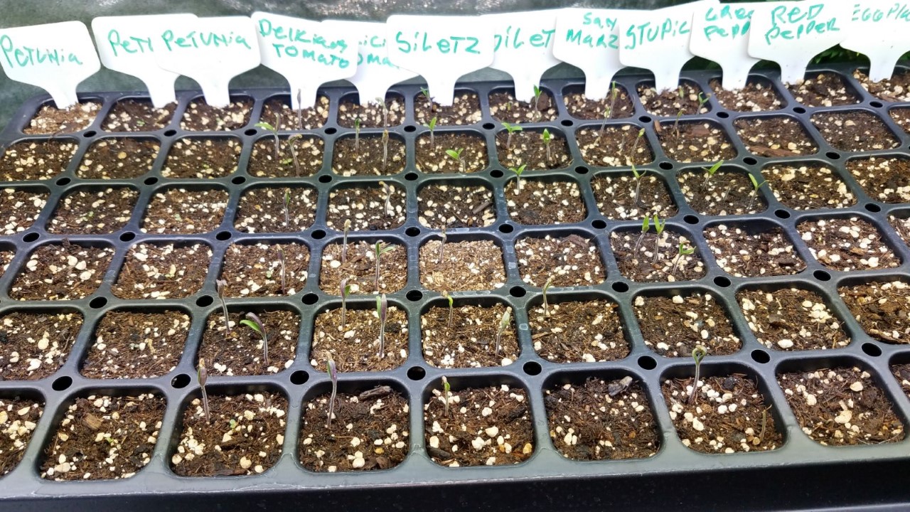 seedtray.jpg