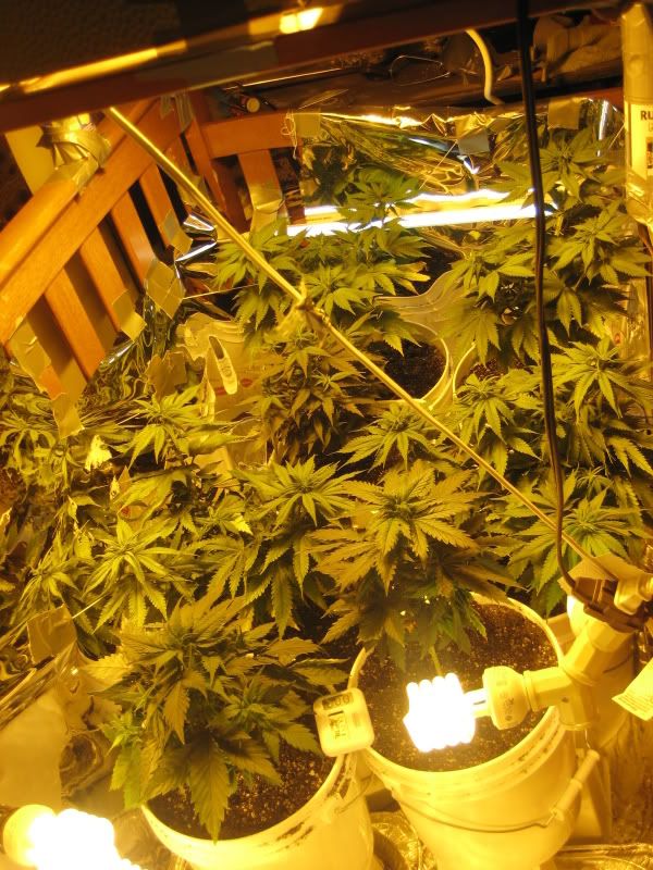 plants108.jpg