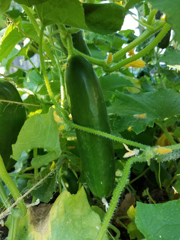 cucumber5b.jpg