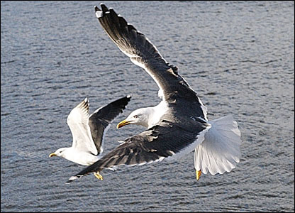 _44485190_seagulls.jpg