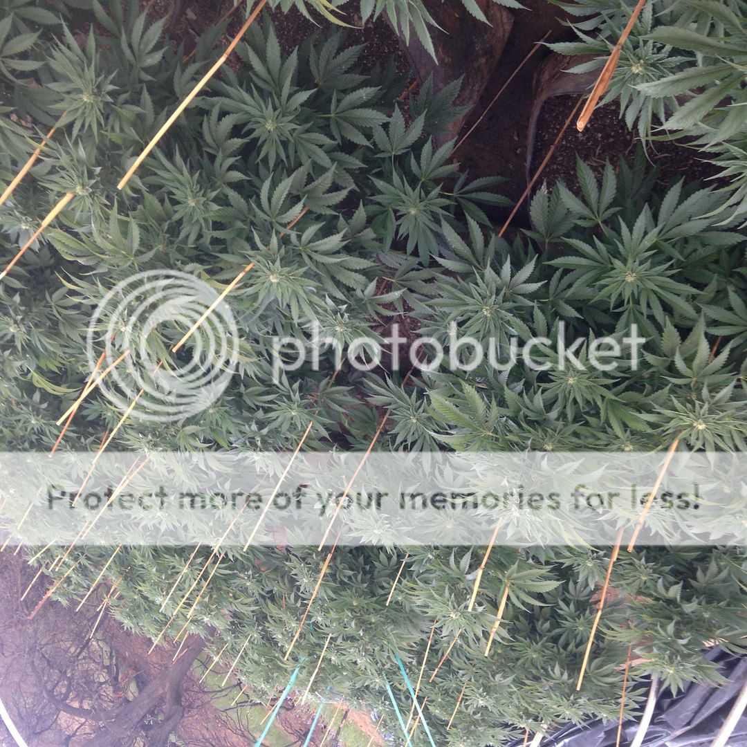 photo1copy2_zps325ea0f1.jpg